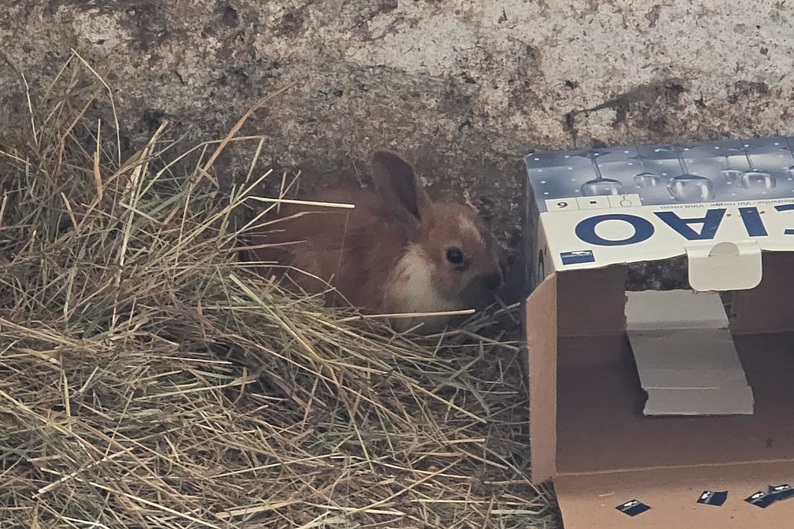 Fundkaninchen aus Leutstetten, 17.06.2026