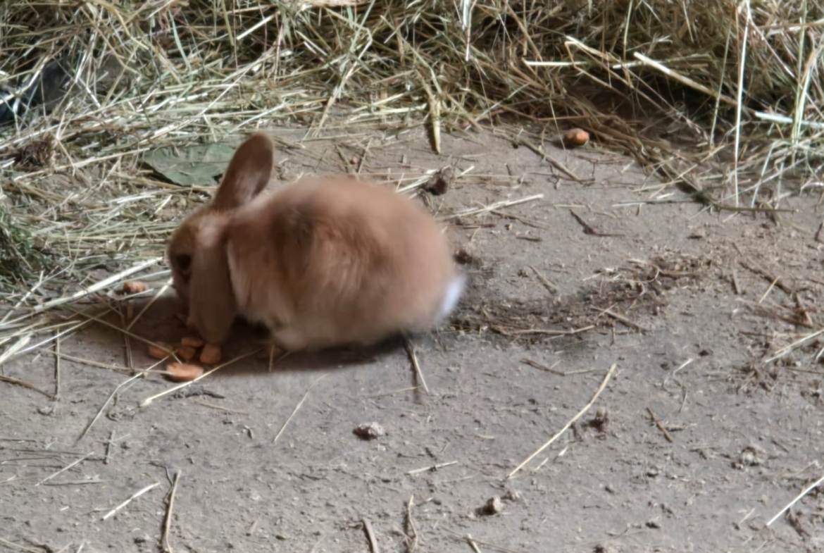Fundkaninchen aus Leutstetten, 17.06.2026