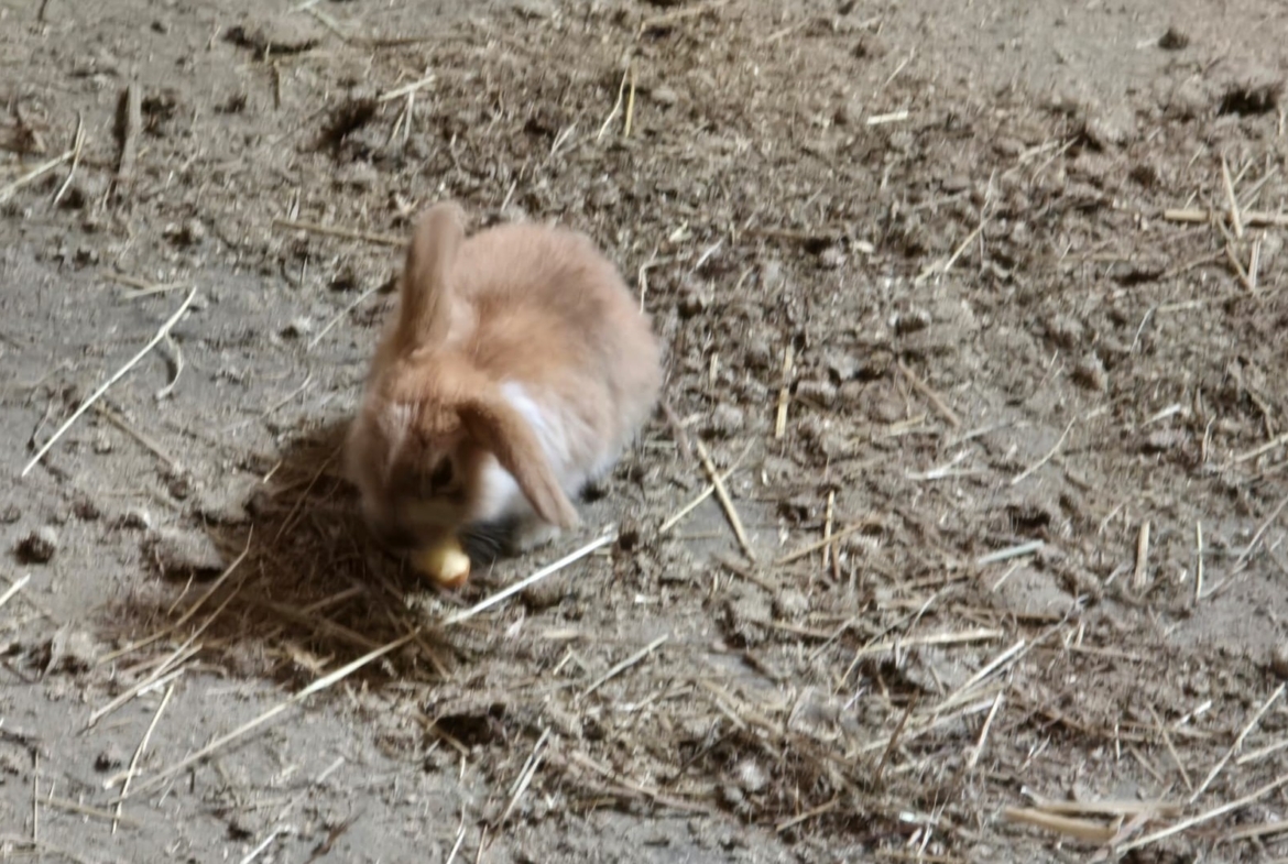 Fundkaninchen aus Leutstetten, 17.06.2026