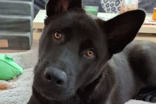 Lupo