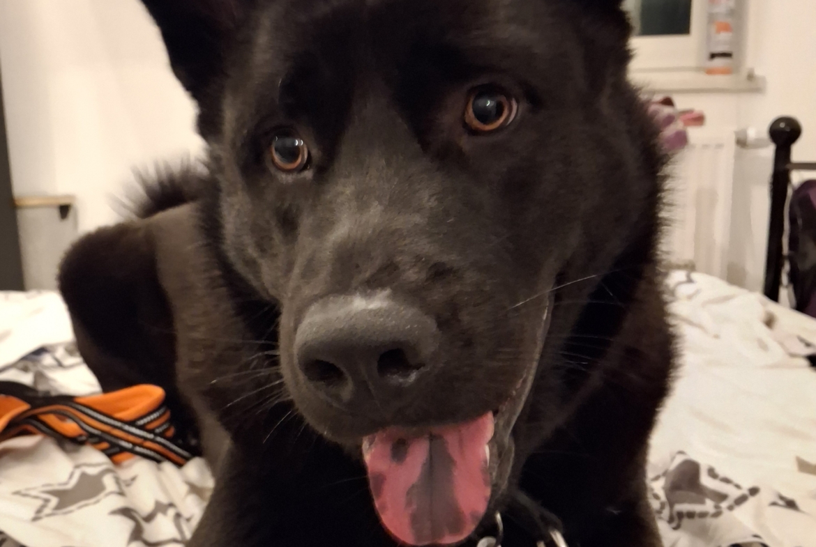 Lupo