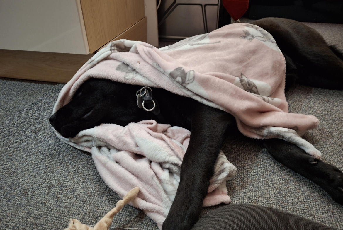Lupo