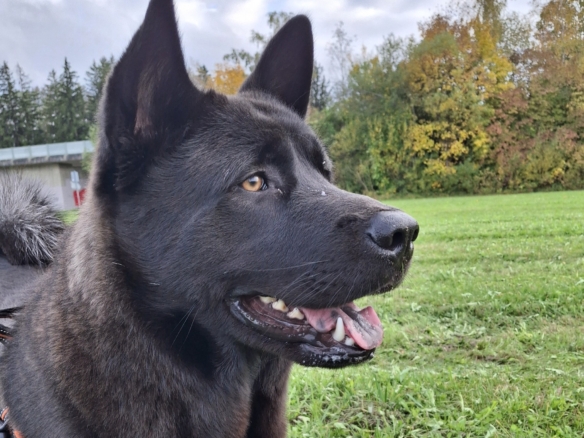 Lupo