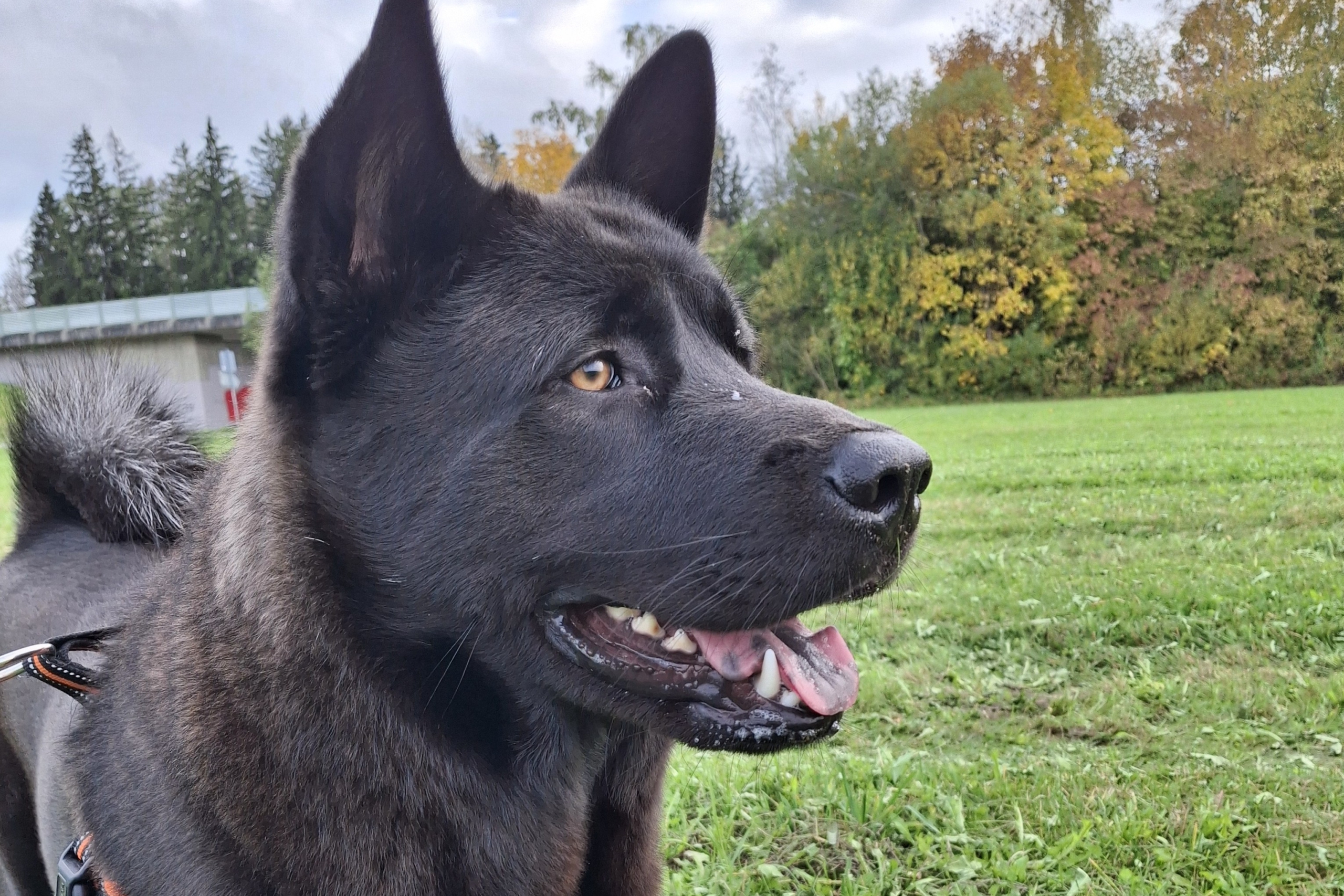 Lupo Lupo