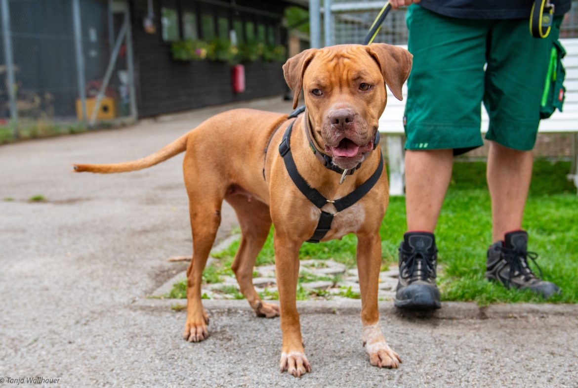Nala – Vizsla Mix