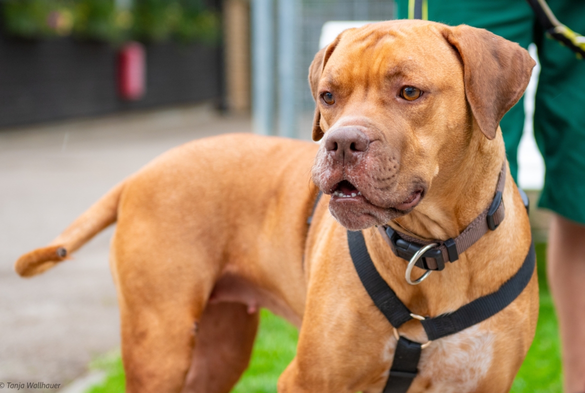 Nala – Vizsla Mix