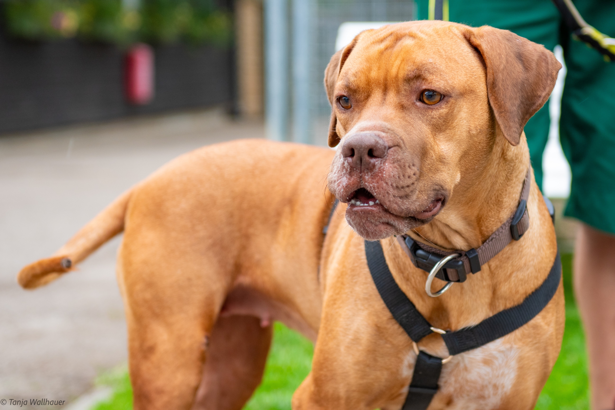 Nala – Vizsla Mix