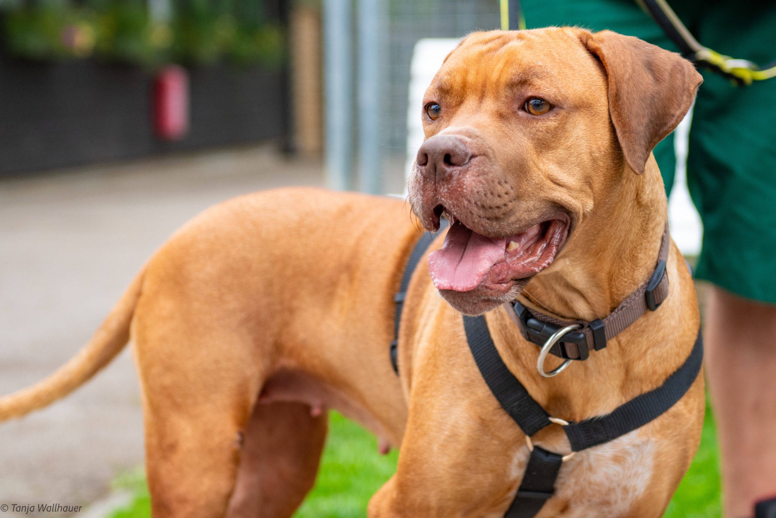 Nala – Vizsla Mix