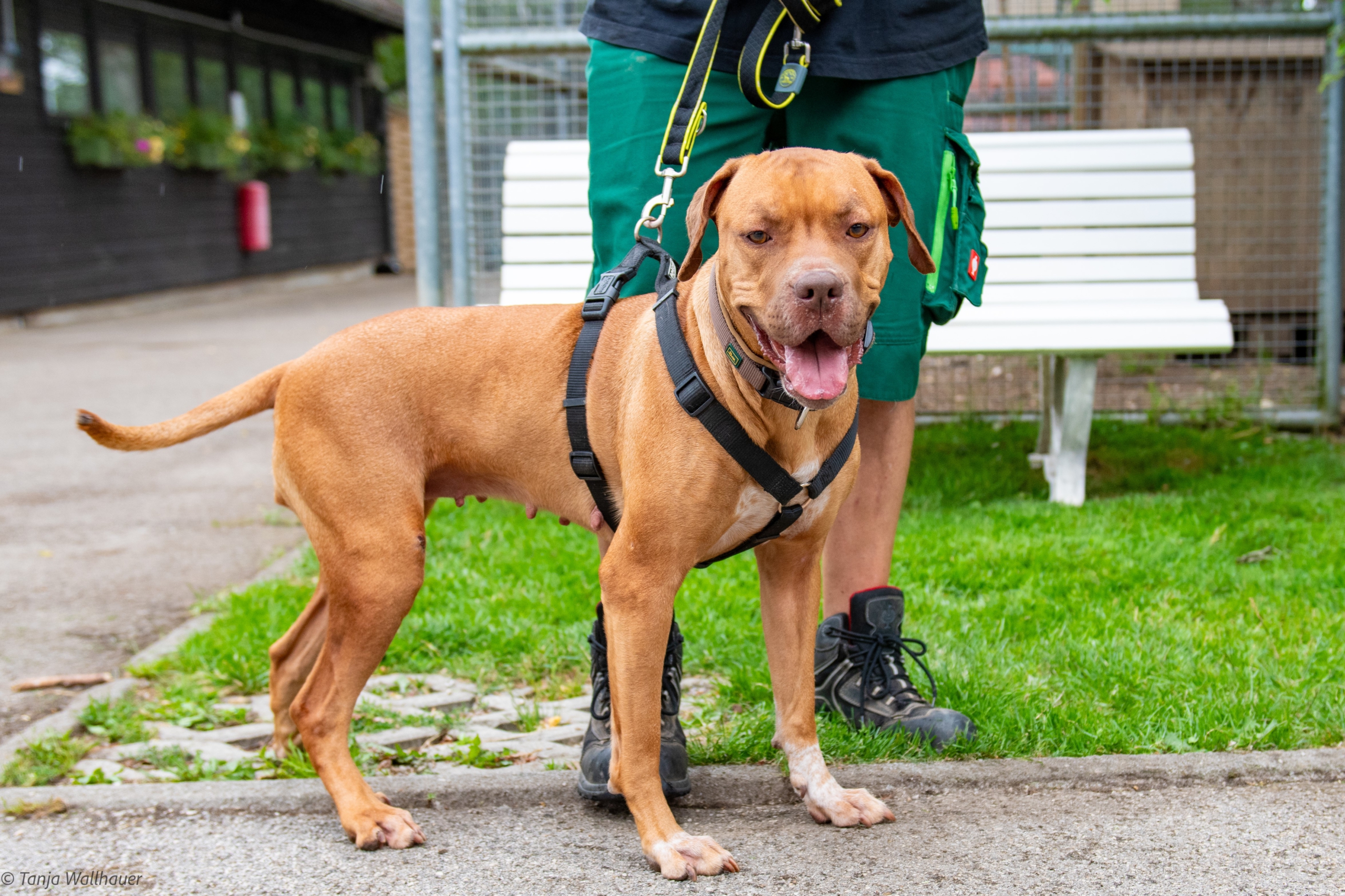 Nala – Vizsla Mix