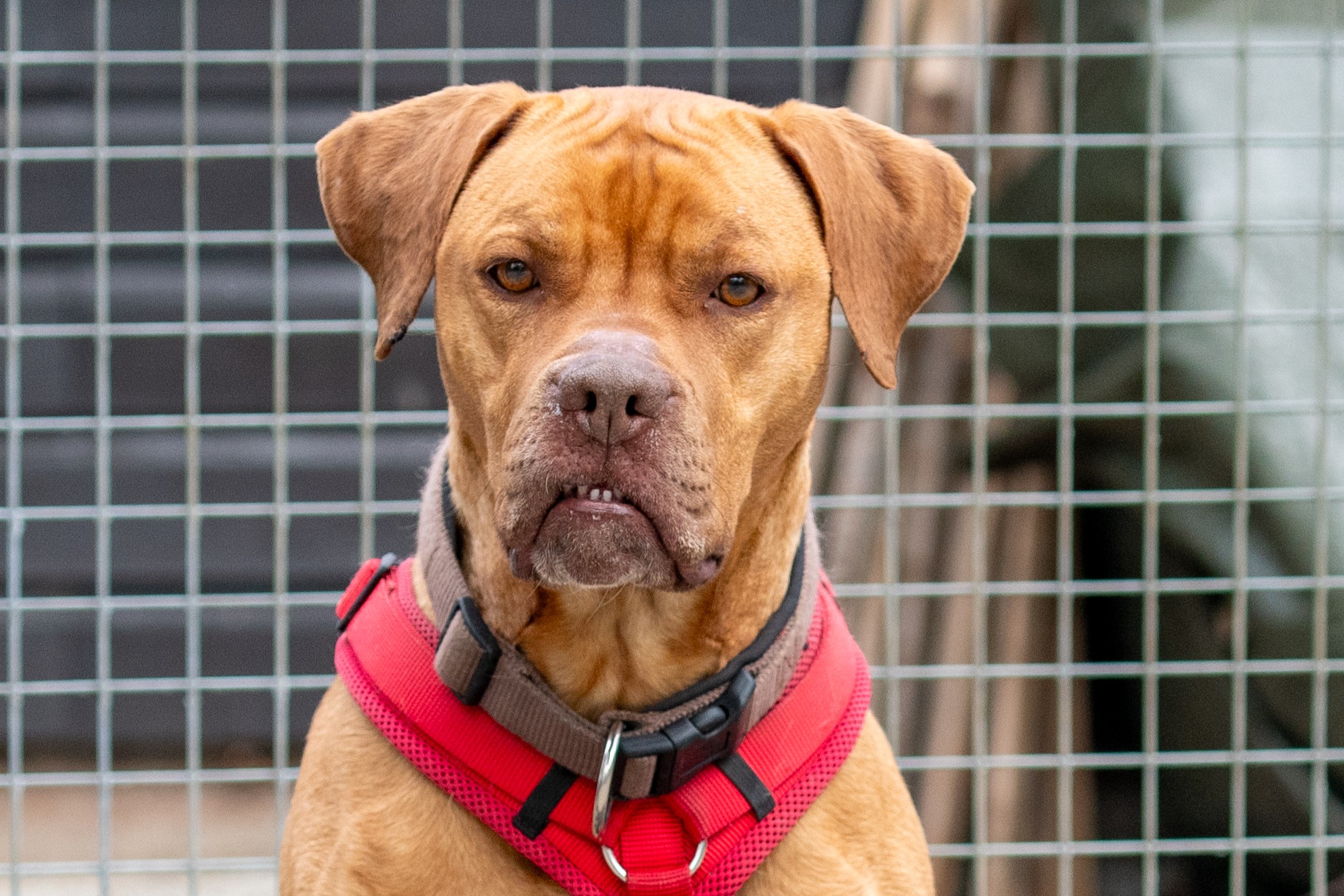 Nala – Vizsla Mix