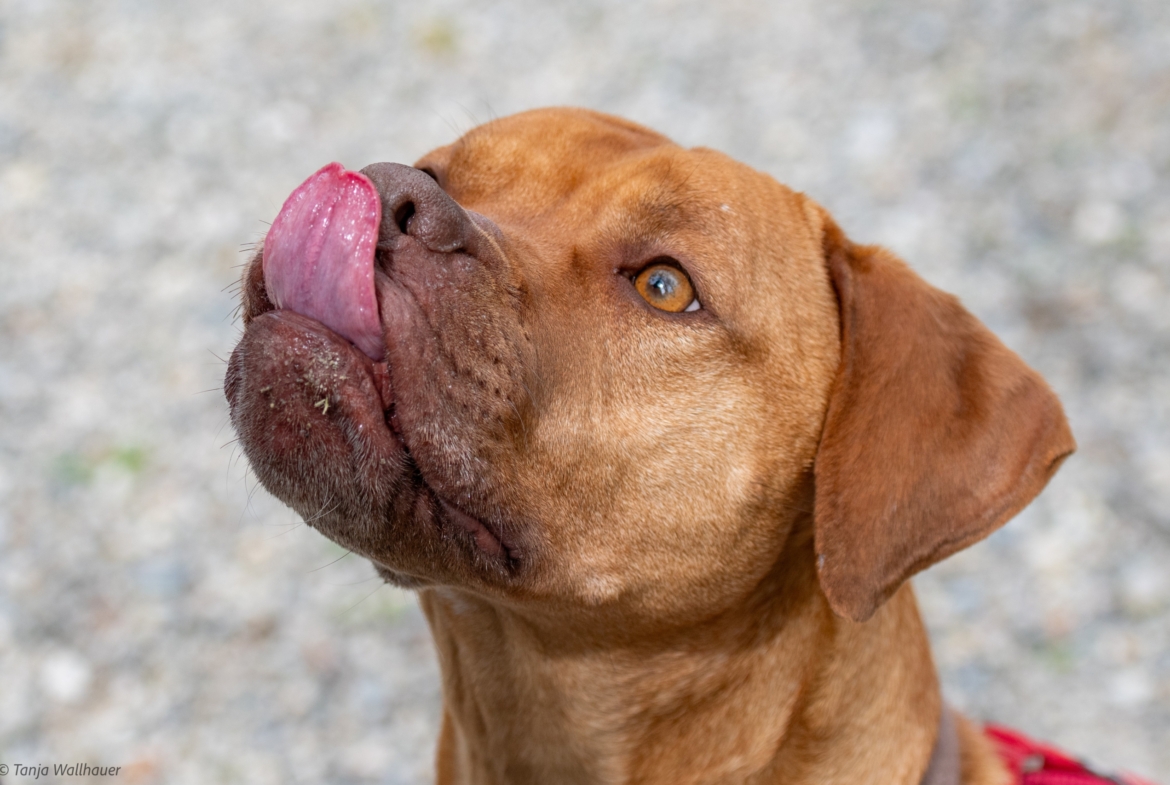 Nala – Vizsla Mix