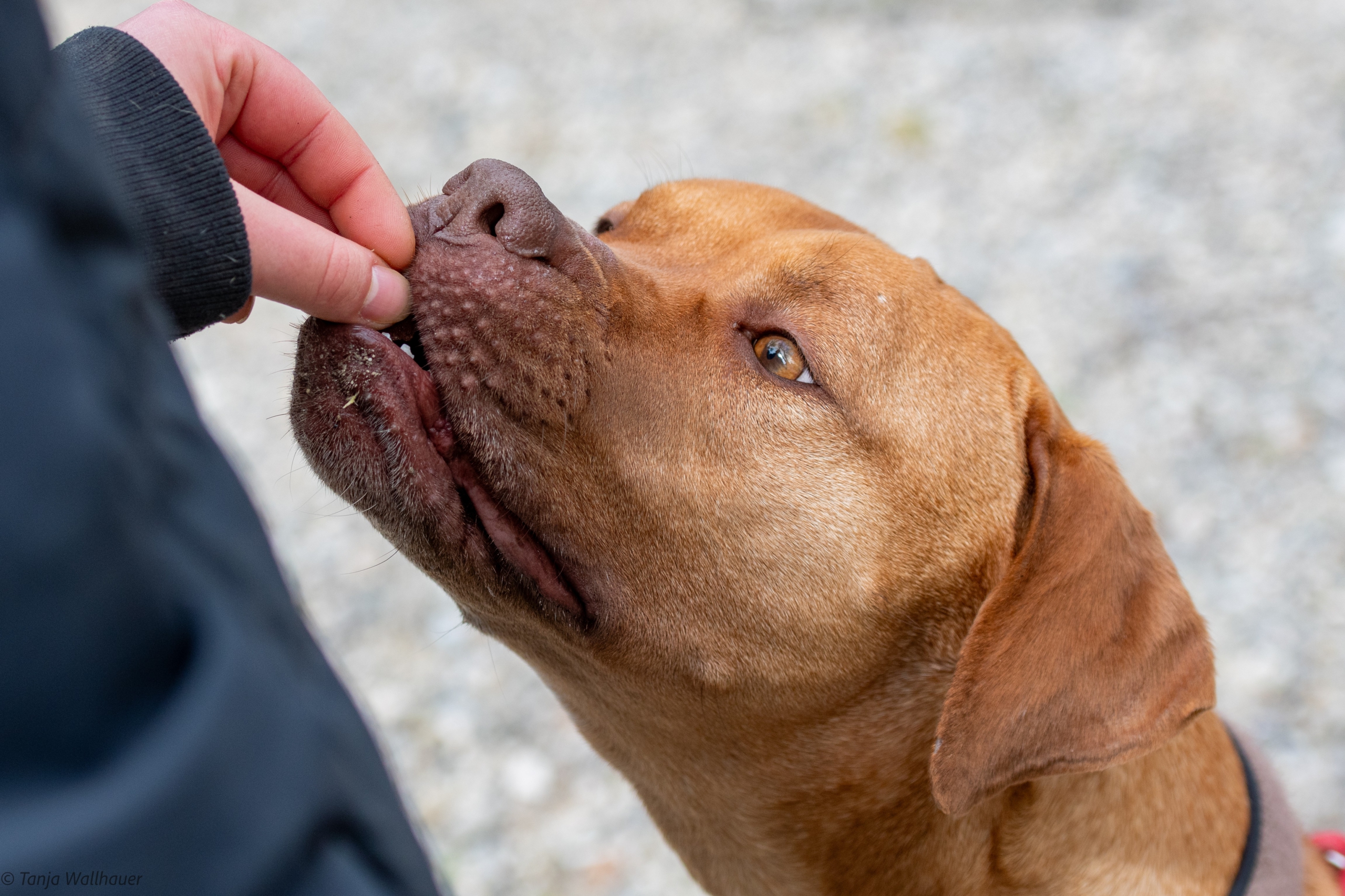 Nala – Vizsla Mix