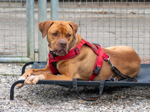 Nala – Vizsla Mix