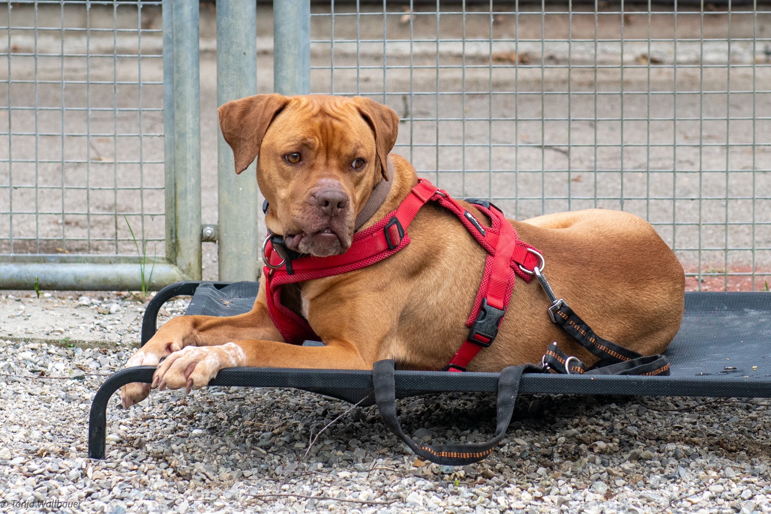 Nala – Vizsla Mix