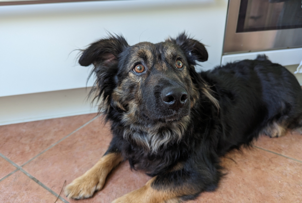 Rudi