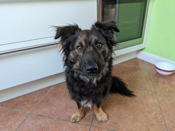 Rudi