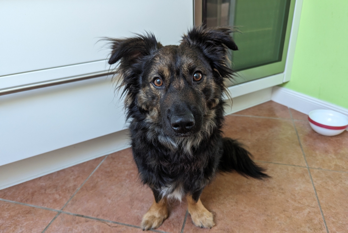 Rudi