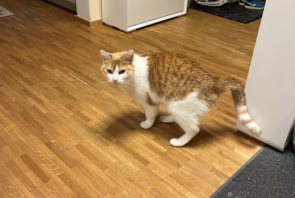 Sally – Hauskatze