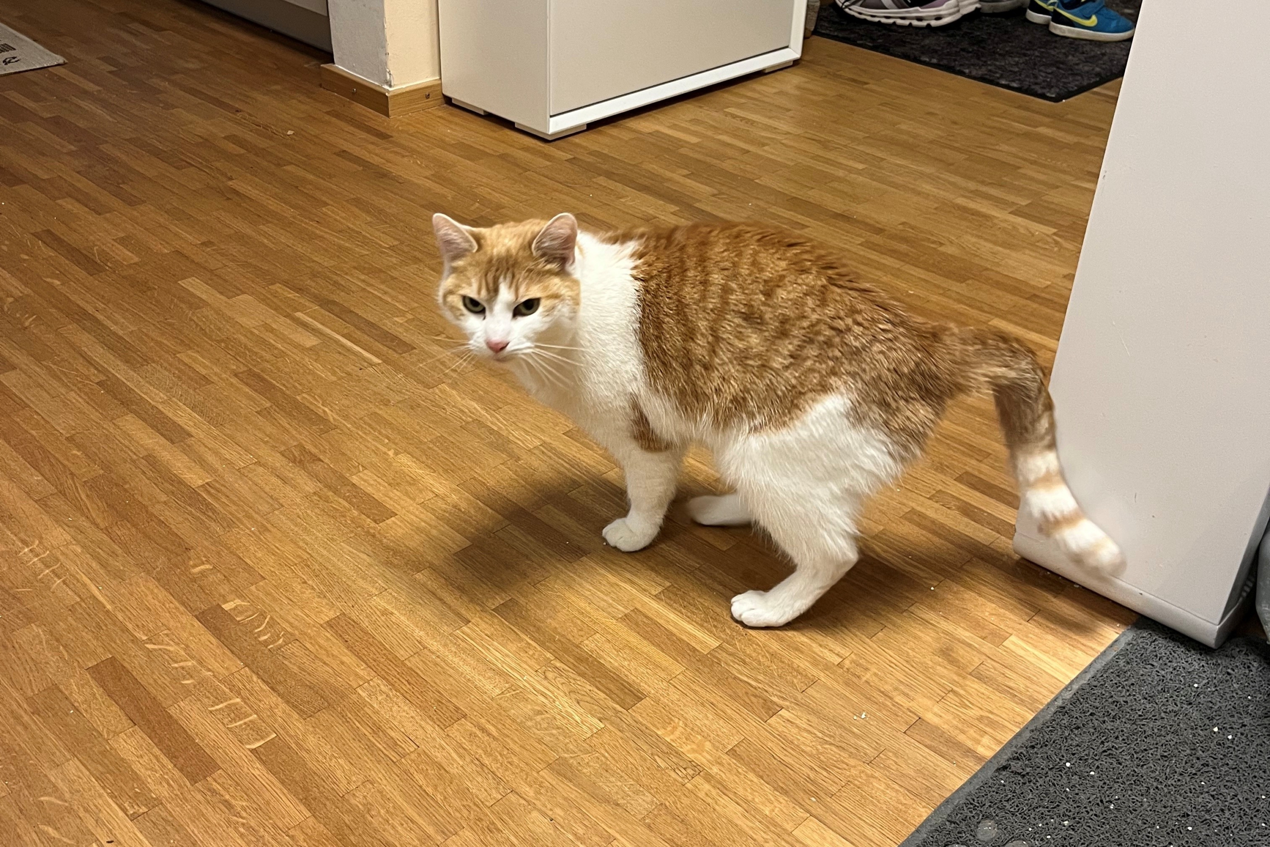Sally – Hauskatze