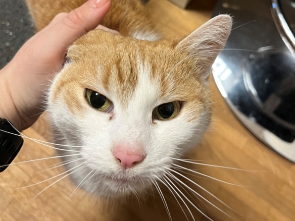 Sally – Hauskatze