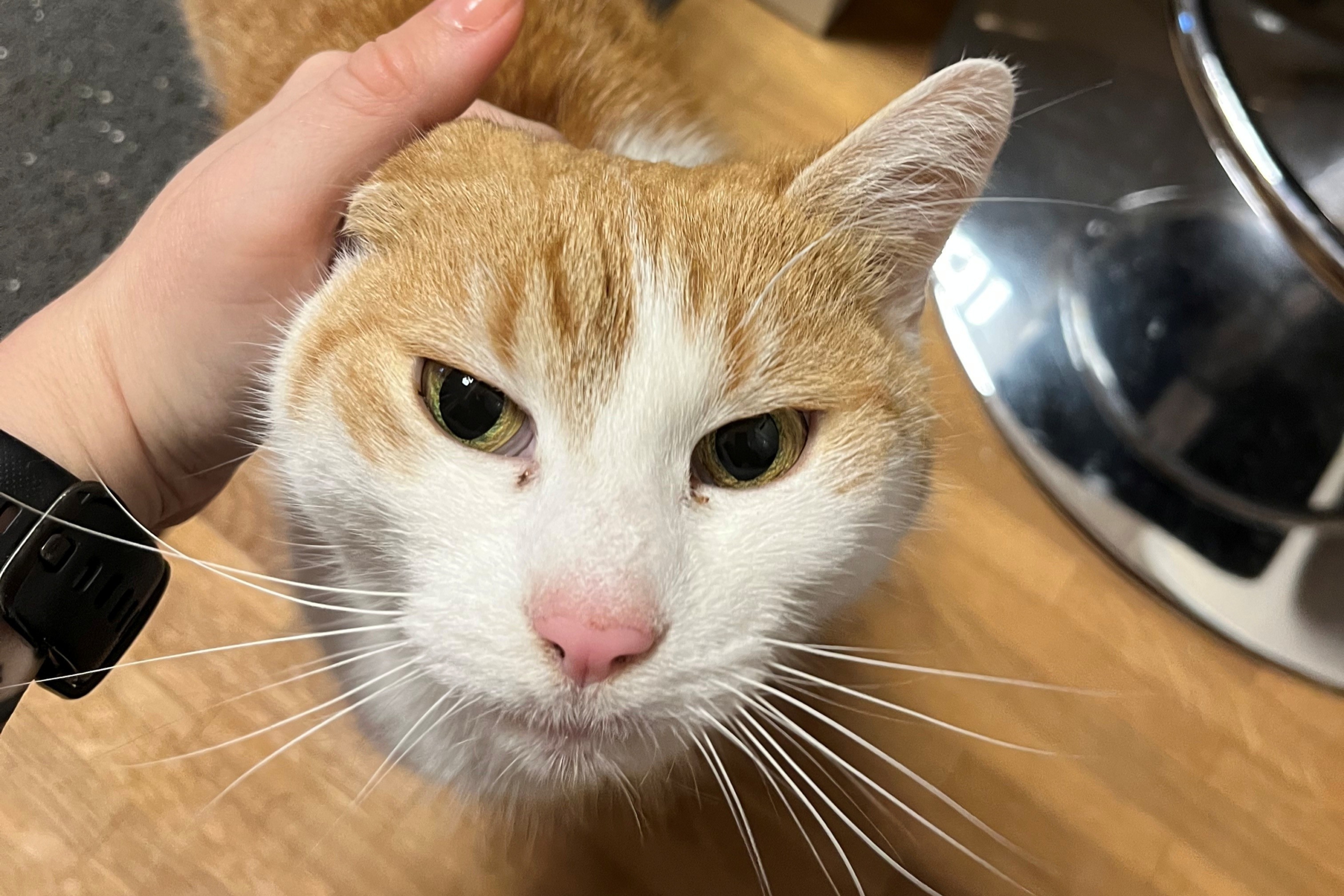 Sally – Hauskatze