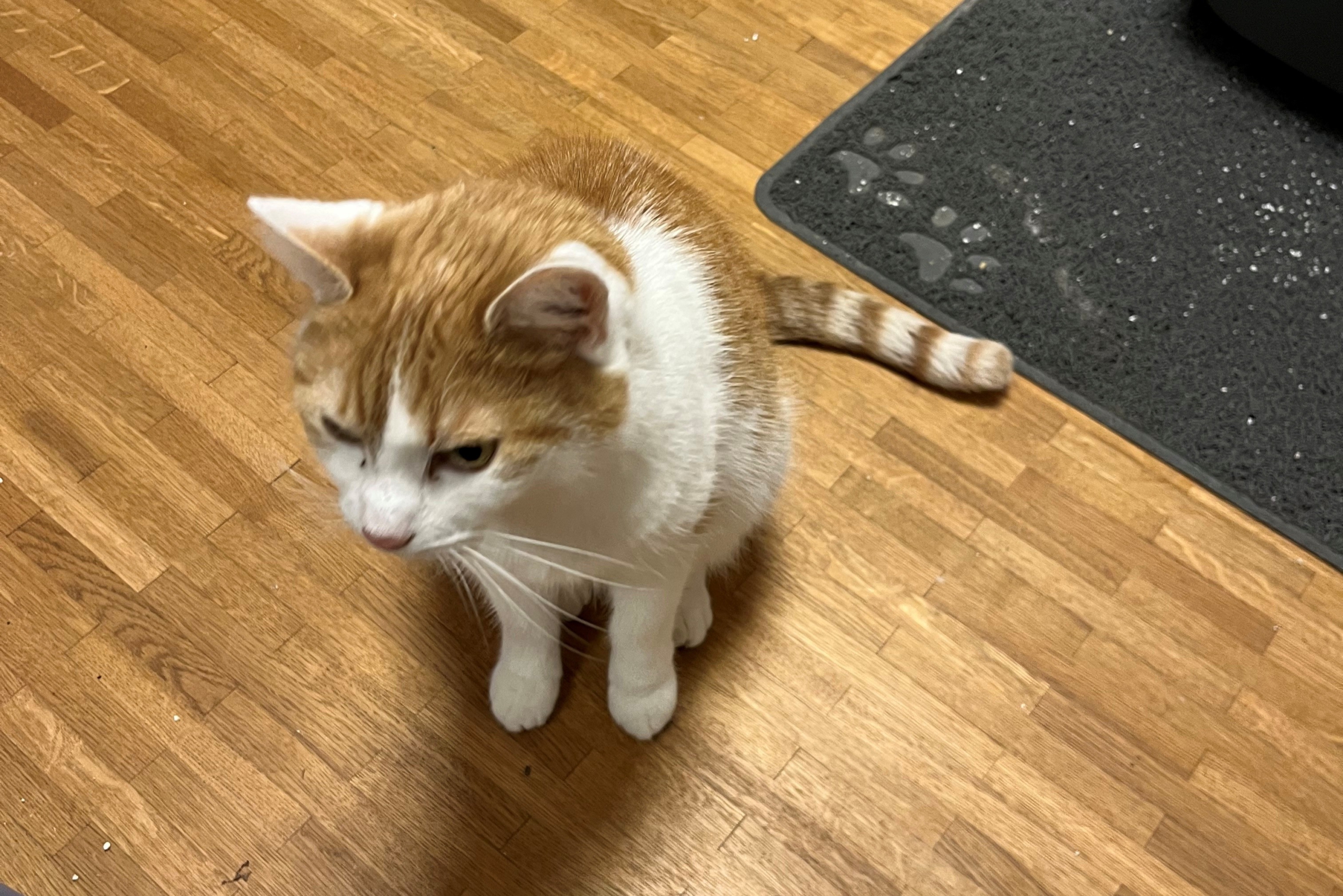 Sally – Hauskatze