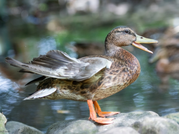 Enten
