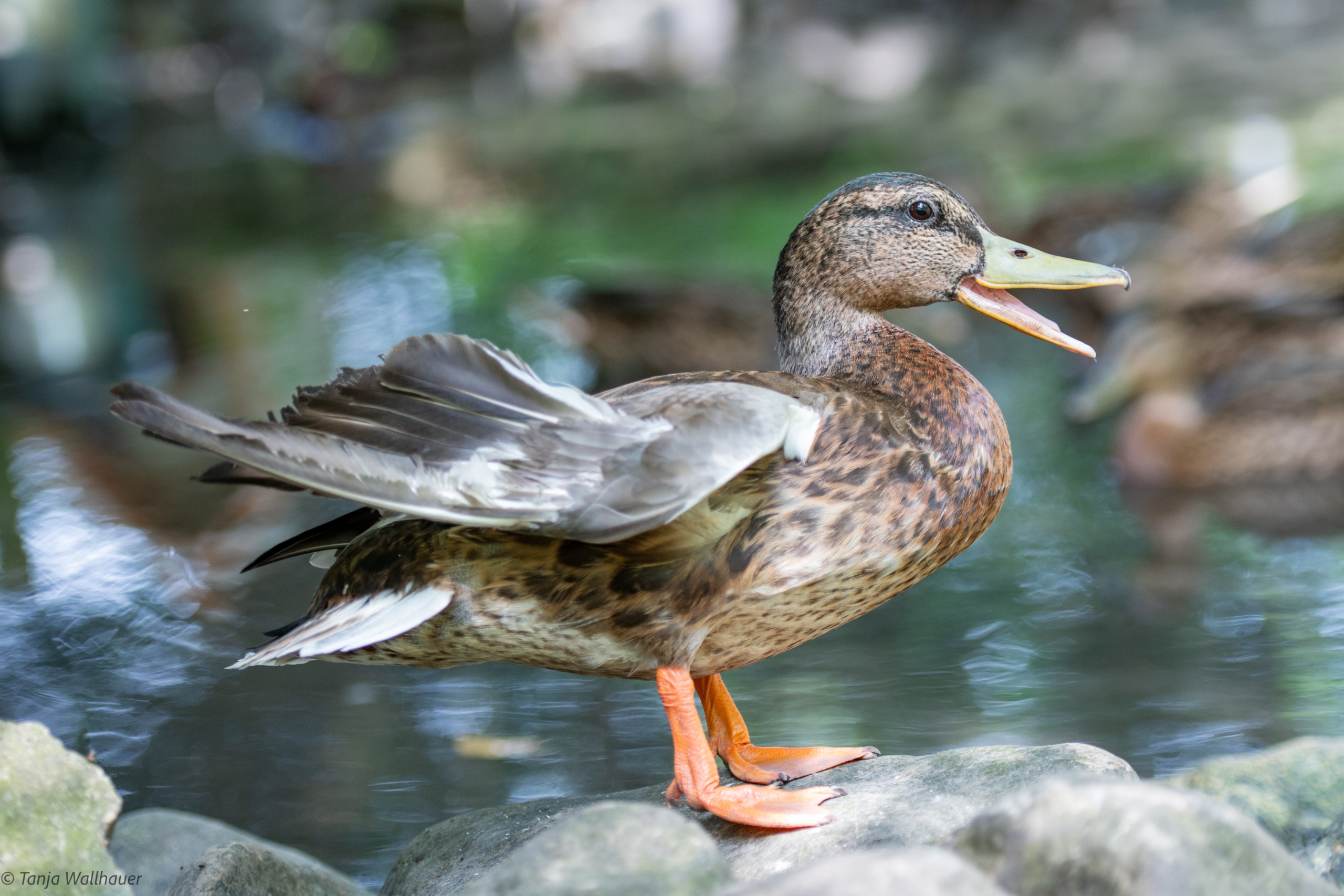 Enten