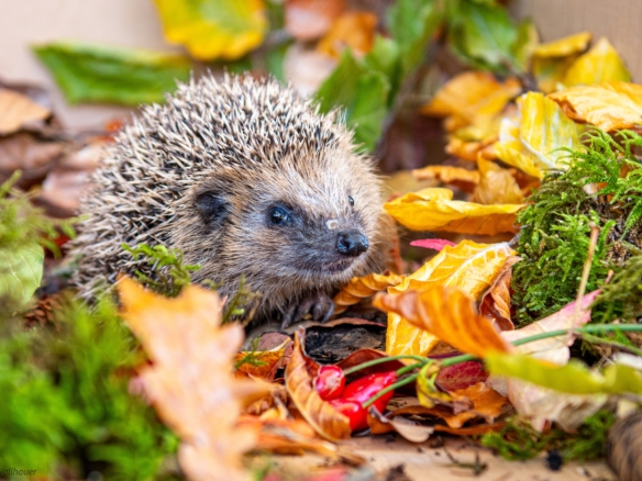 Igel