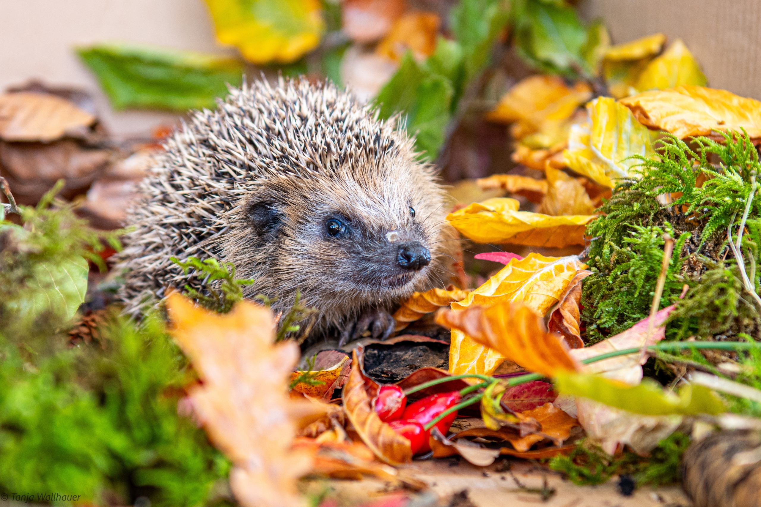 Igel Igel