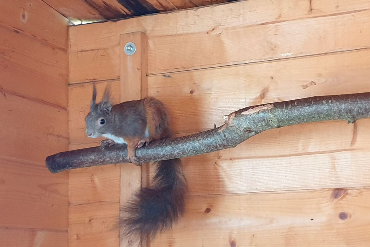 Eichhörnchen