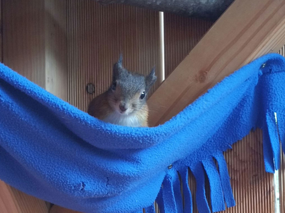 Eichhörnchen