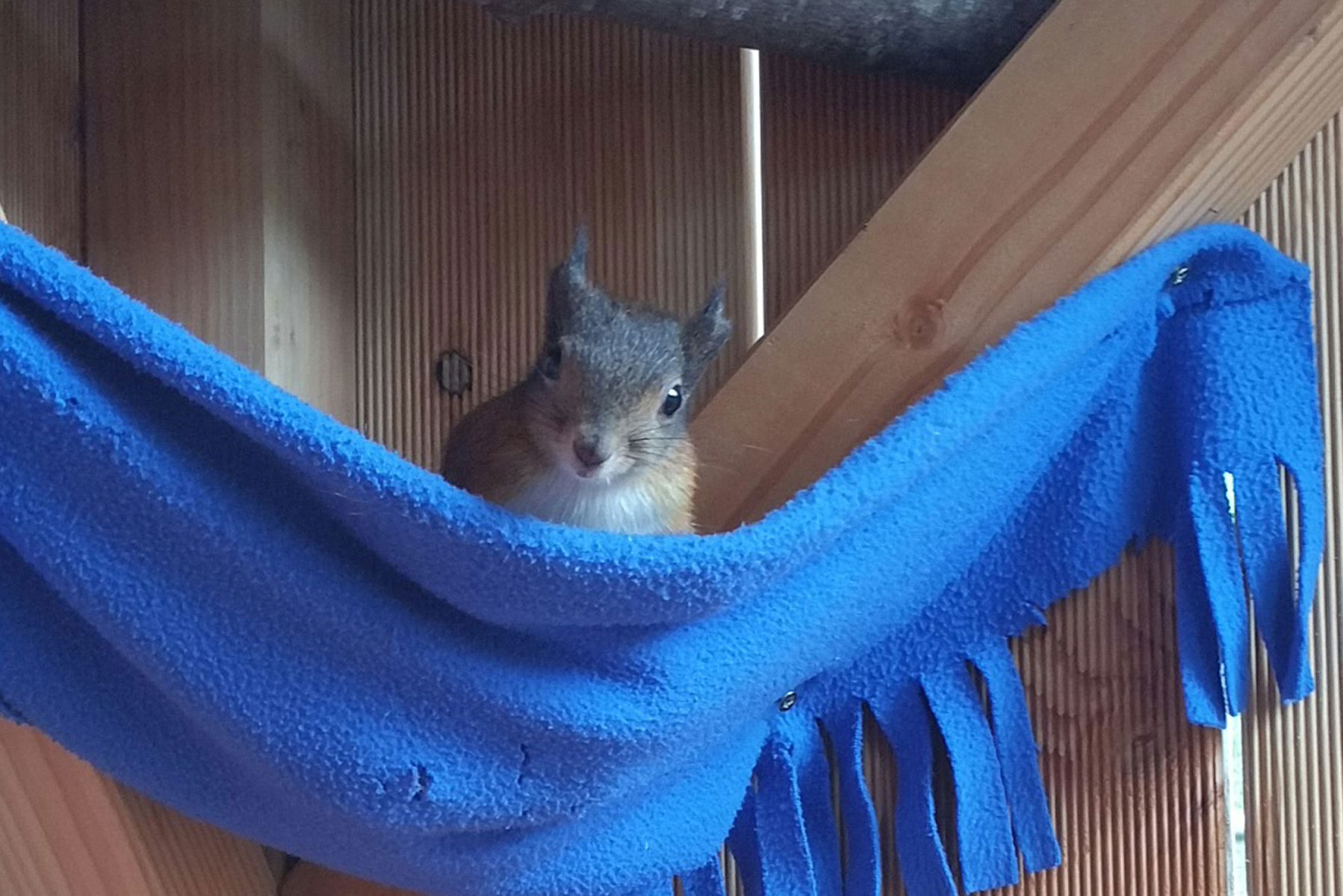 Eichhörnchen
