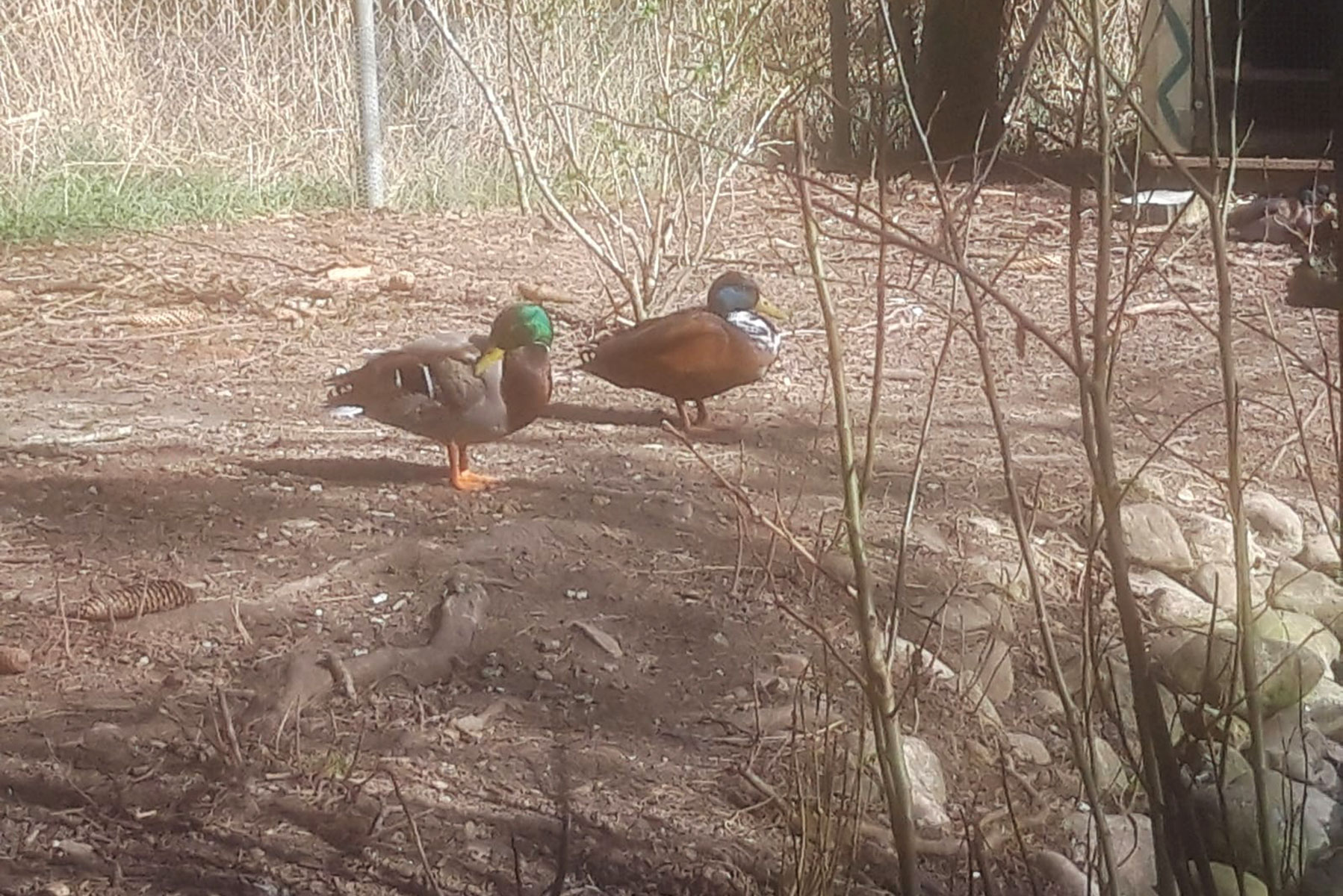 Enten