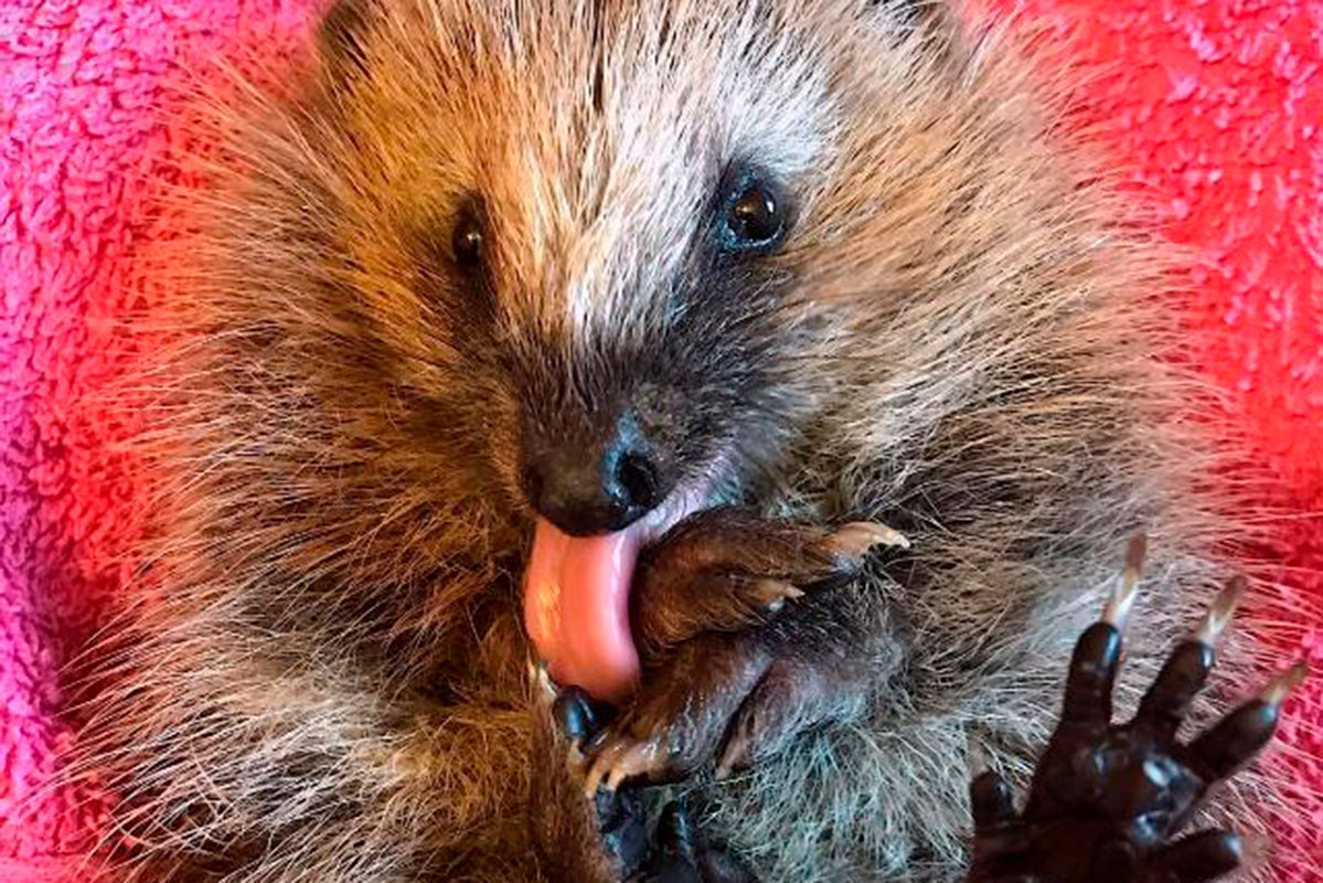 igel-1 Igel