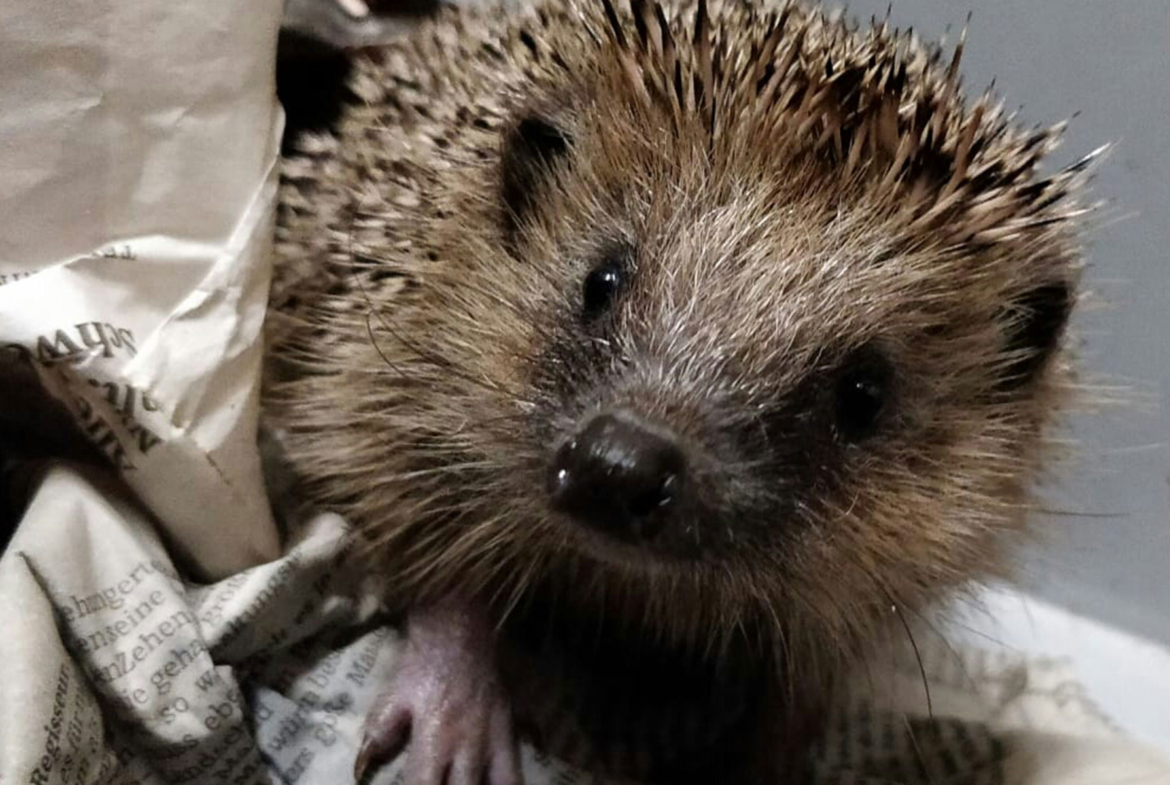 Igel