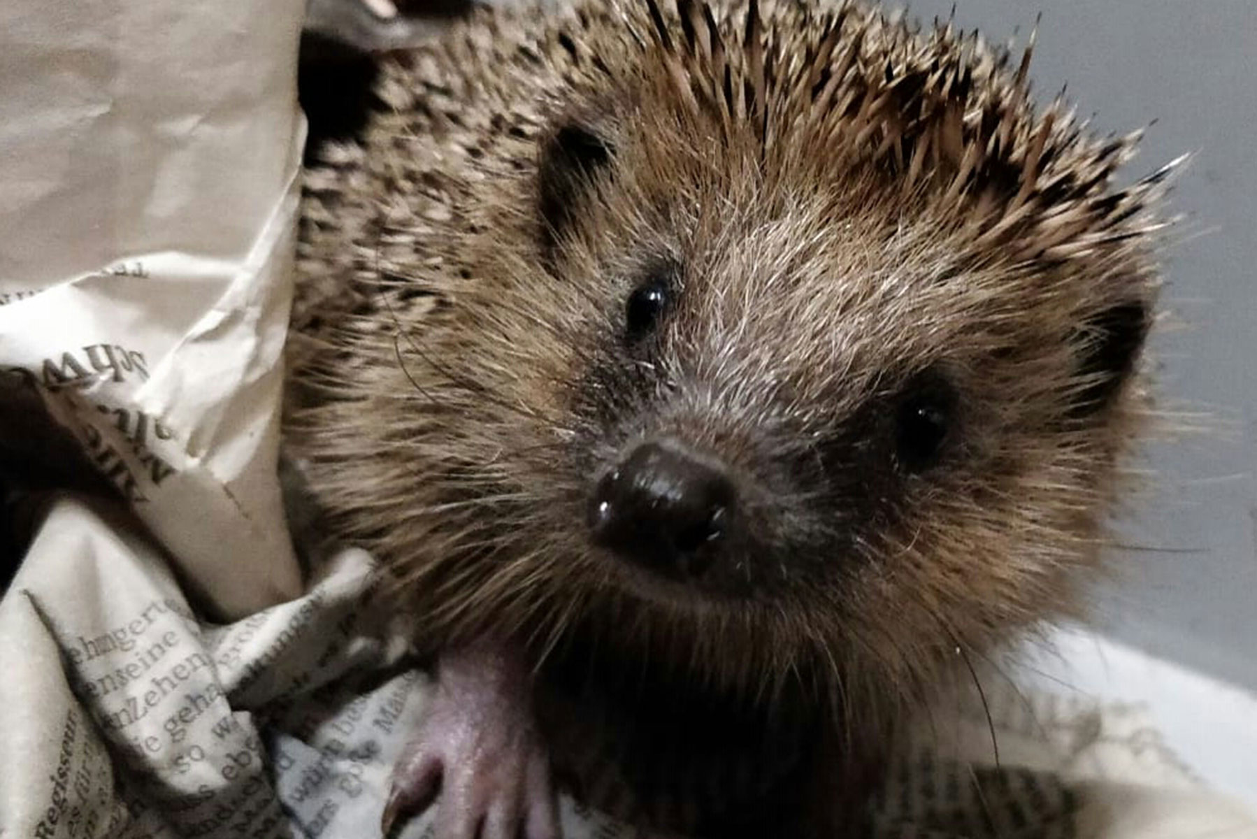 igel Igel