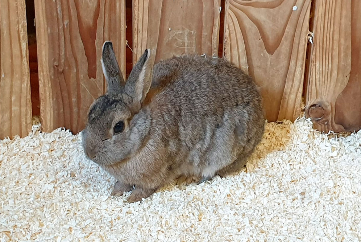 Kaninchen