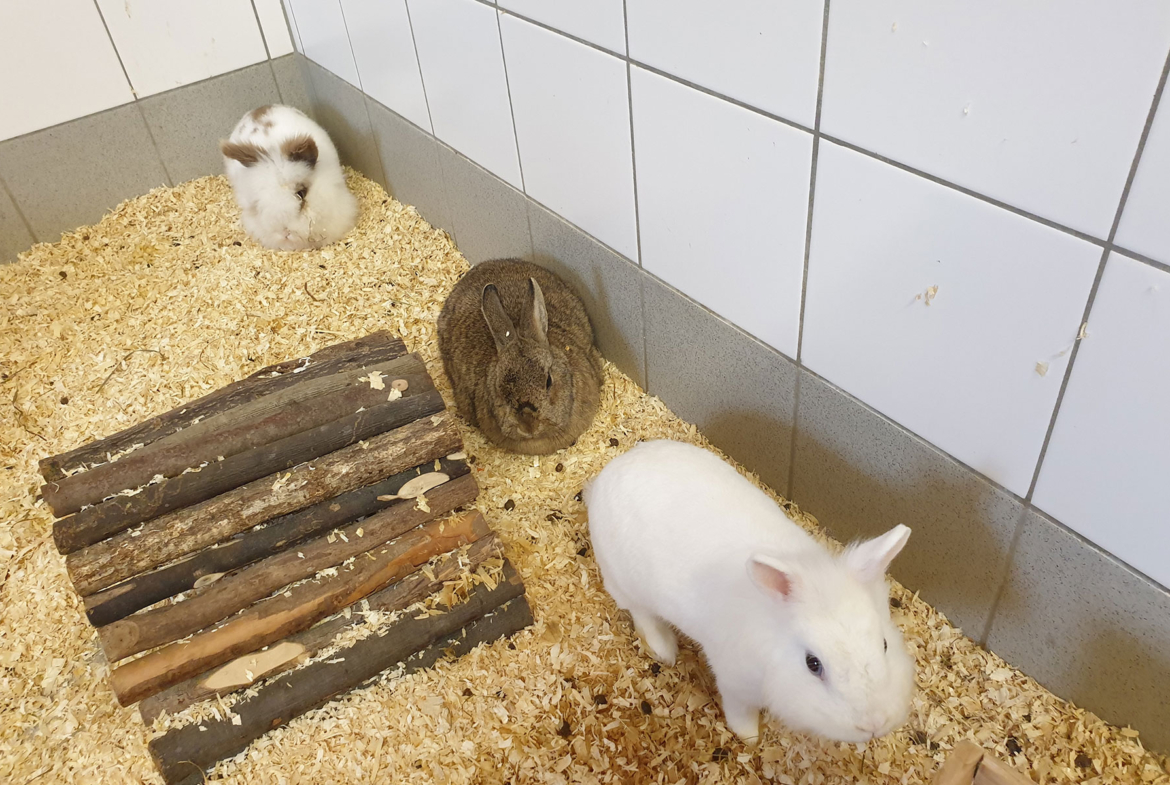 Kaninchen