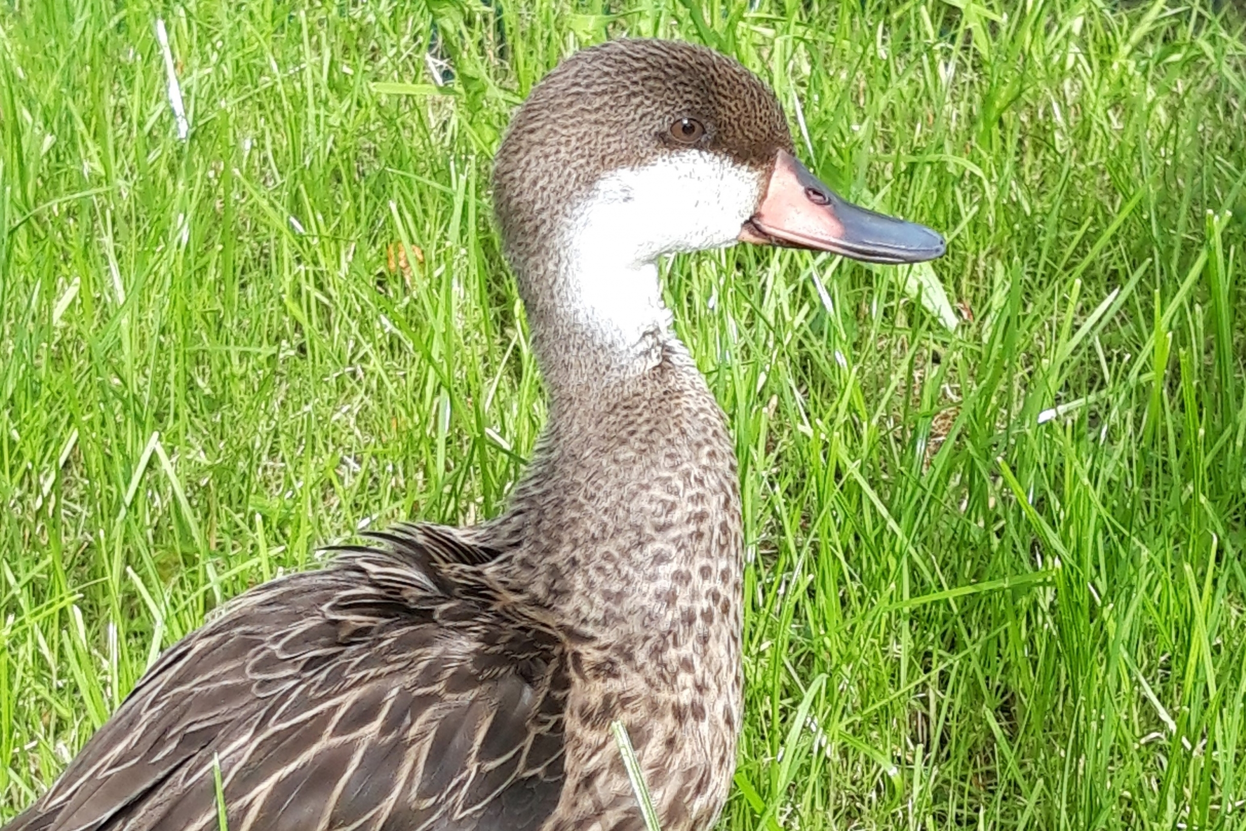 Enten